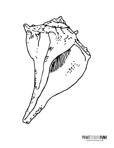 Sea shells coloring pages clip art at