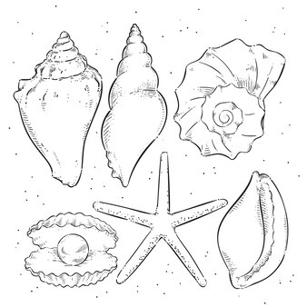 Seashell drawing images