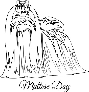 Maltese dog png vector psd and clipart with transparent background for free download
