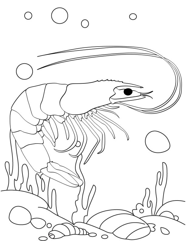 Shrimp under water coloring page download free shrimp under water coloring page for kids best coloring pages