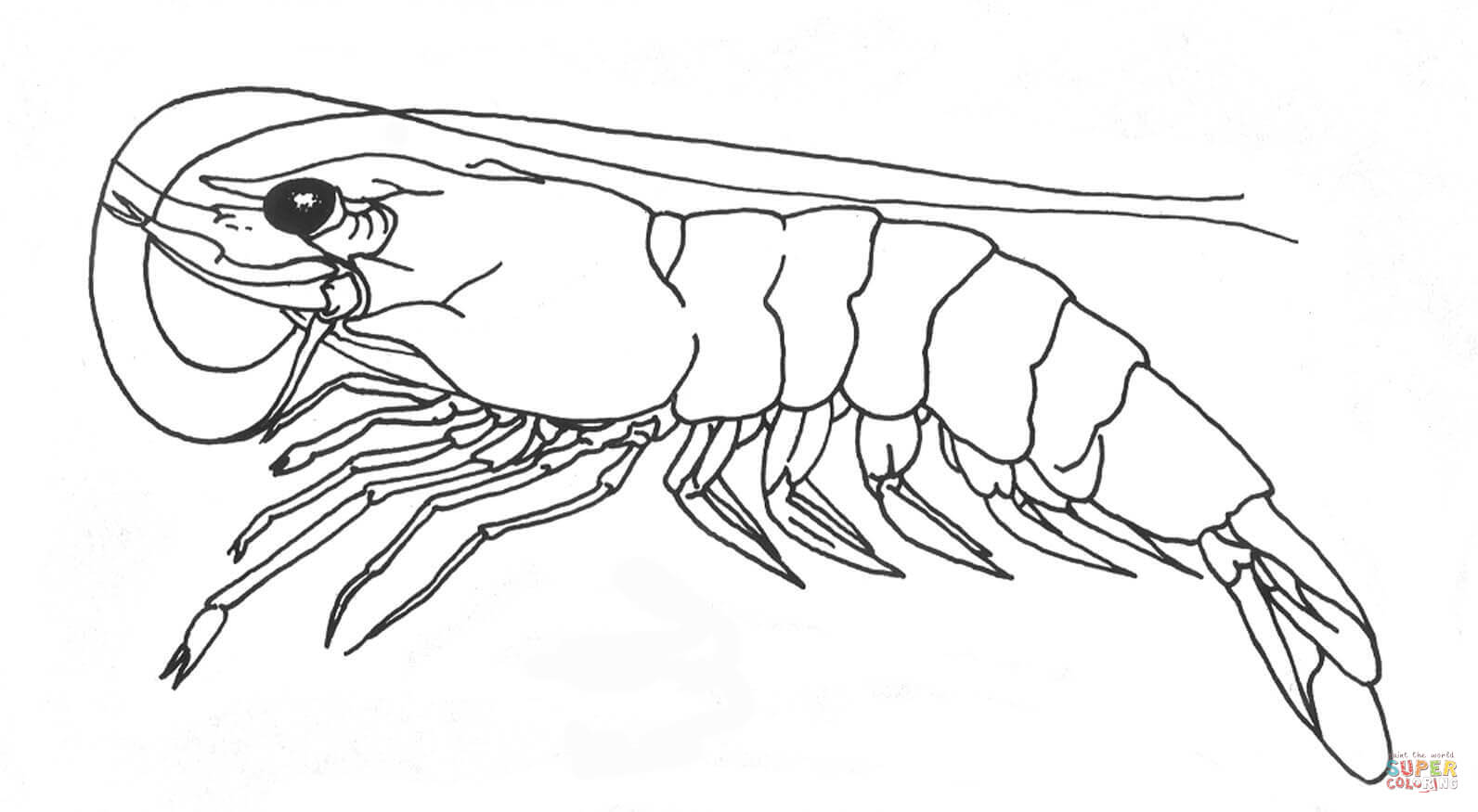 Shrimp coloring page free printable coloring pages