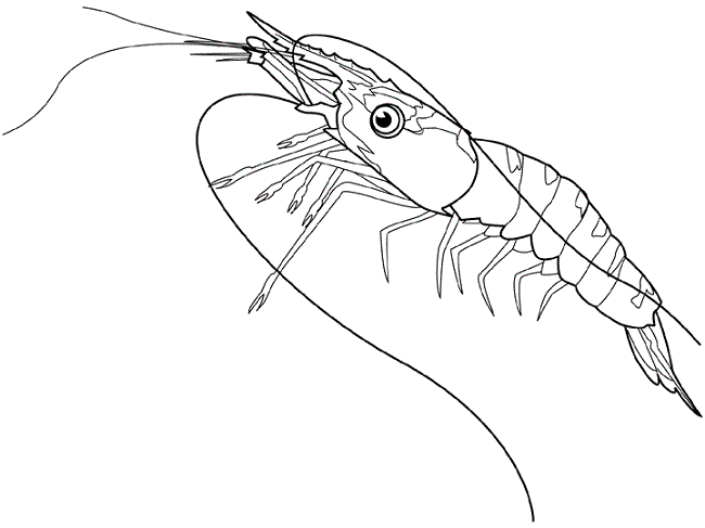 Shrimp coloring pages coloring pages cartoon coloring pages love coloring pages