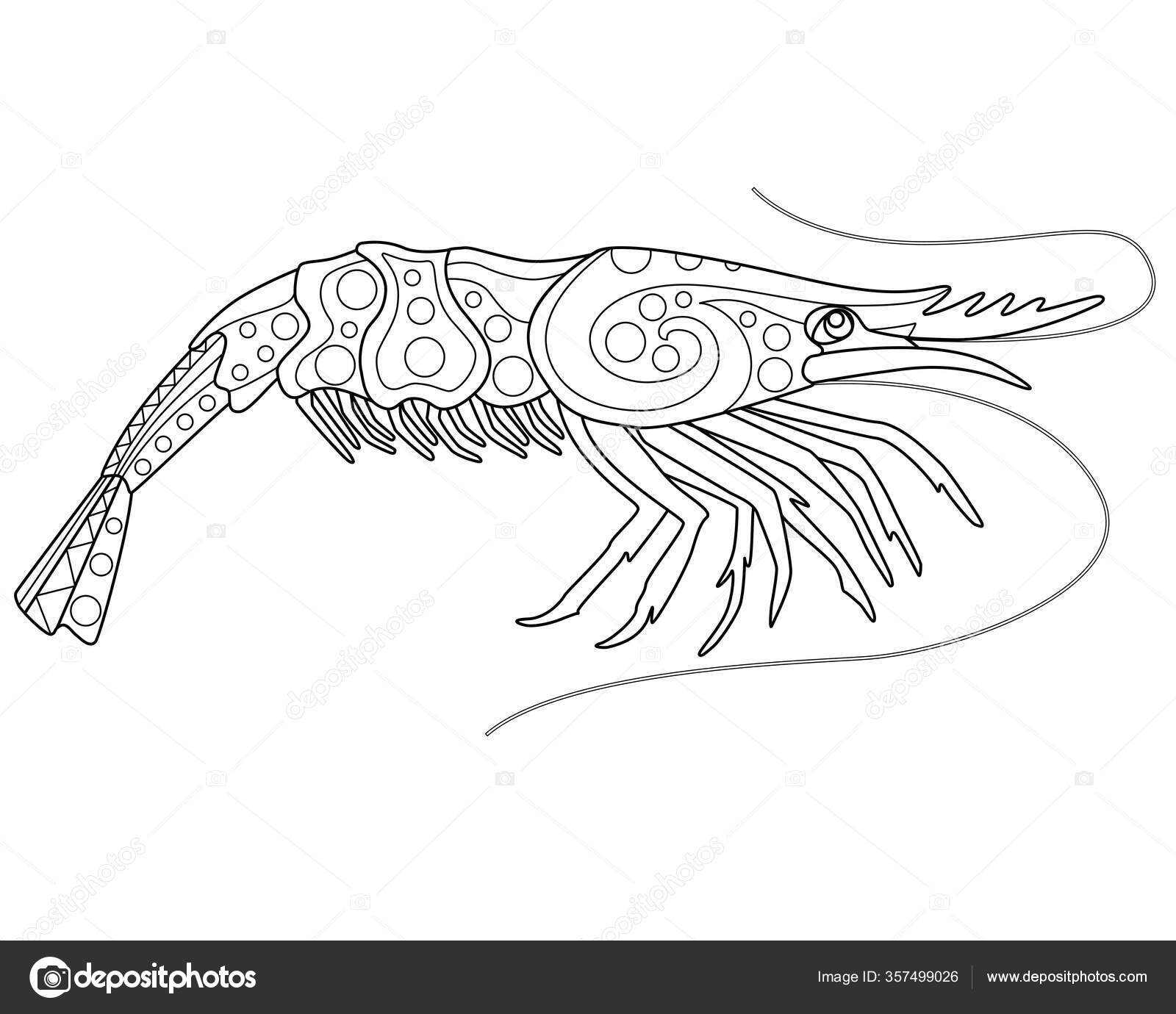 Shrimp coloring book antistress vector linear picture coloring sea animal stock vector by disaanna