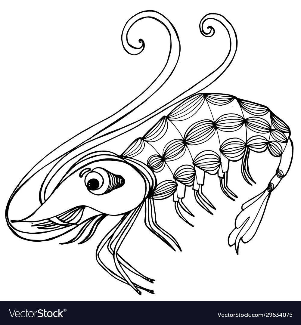 Sea shrimp coloring book hand drawing royalty free vector