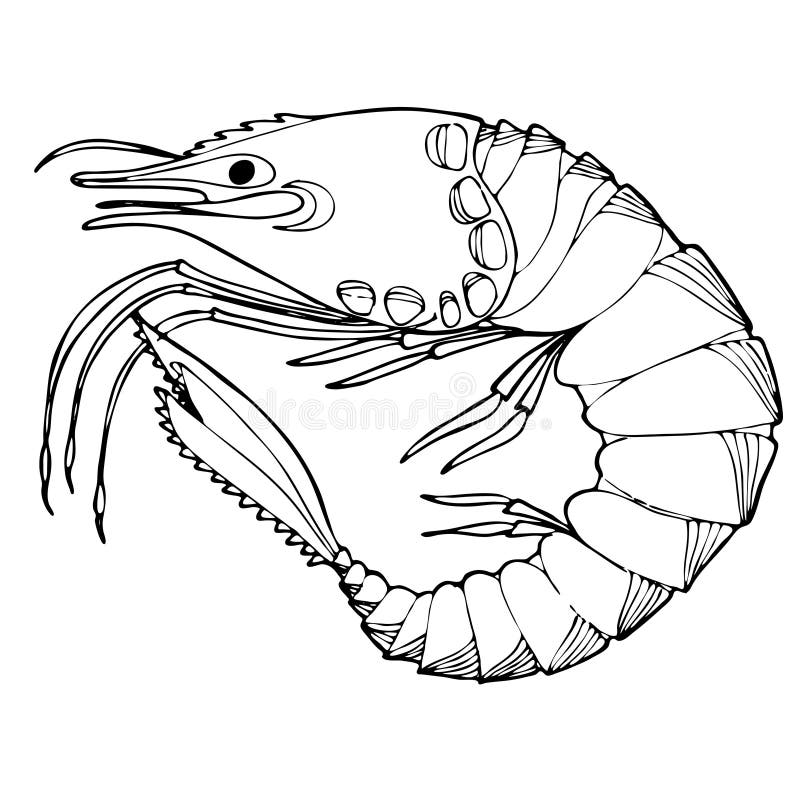 Sea shrimp coloring book hand drawing coloring book for children and adults stock illustration