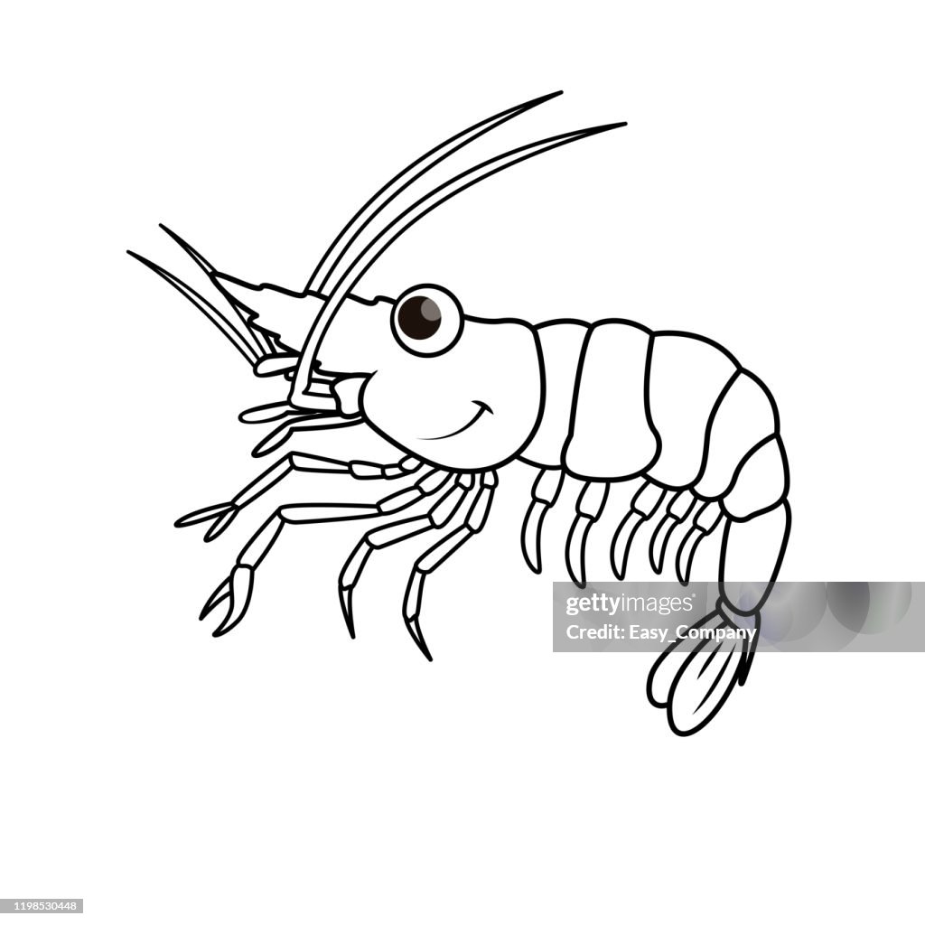 Vector illustration of shrimp isolated on white background for kids coloring book high