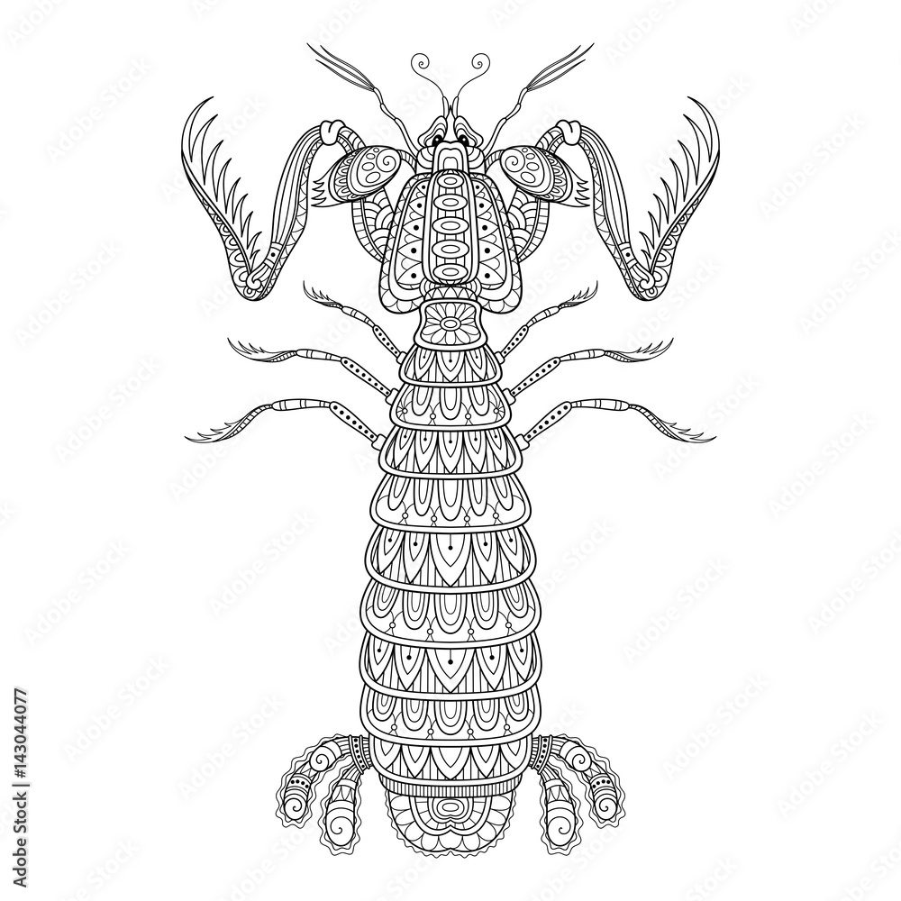 Vector decorative monochrome mantis shrimp marine creature isolated on white background for coloring book vector