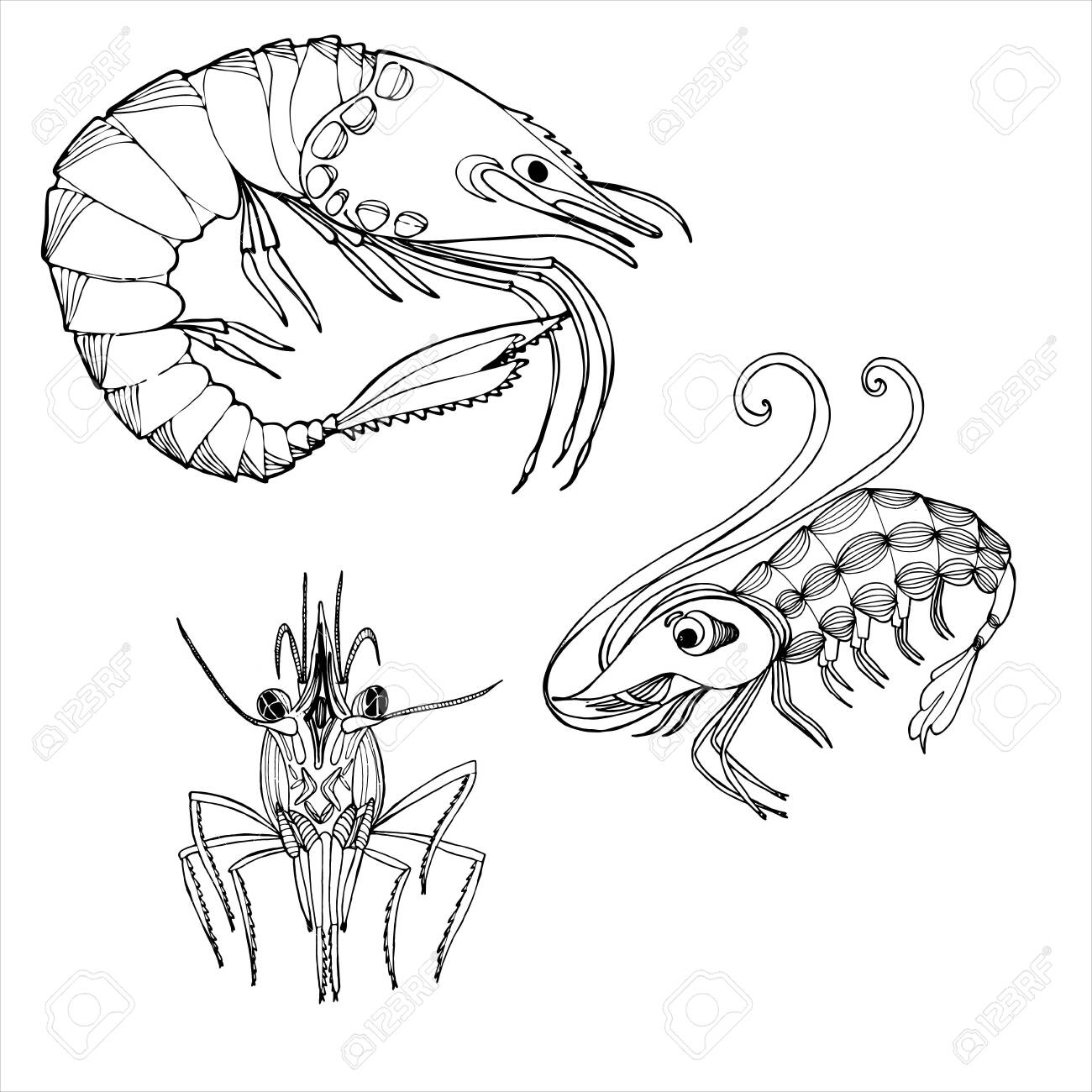 Sea shrimp coloring book hand drawing coloring book for children and adults beautiful drawings with patterns and small details for anti