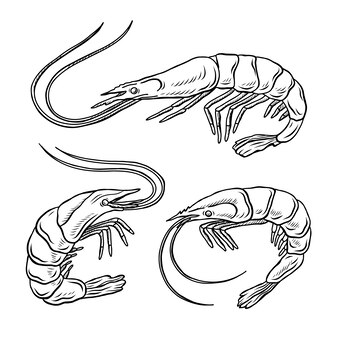Page crab coloring pages printable images