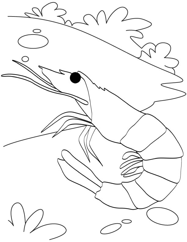 Red bee shrimp coloring page download free red bee shrimp coloring page for kids best coloring pages