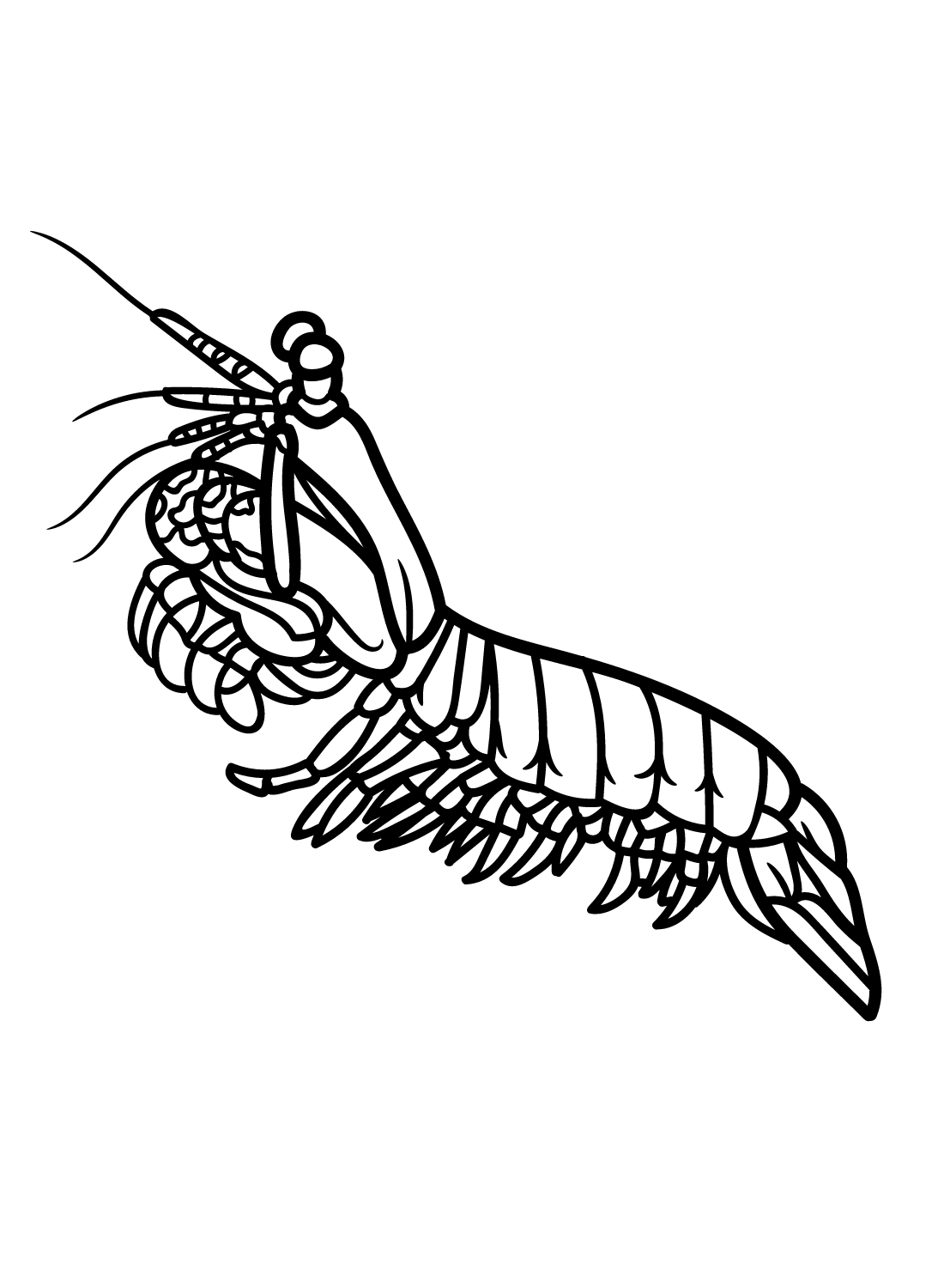 Mantis shrimp coloring pages printable for free download