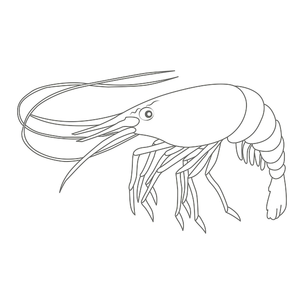 Premium vector shrimp coloring book pages kids coloring pages
