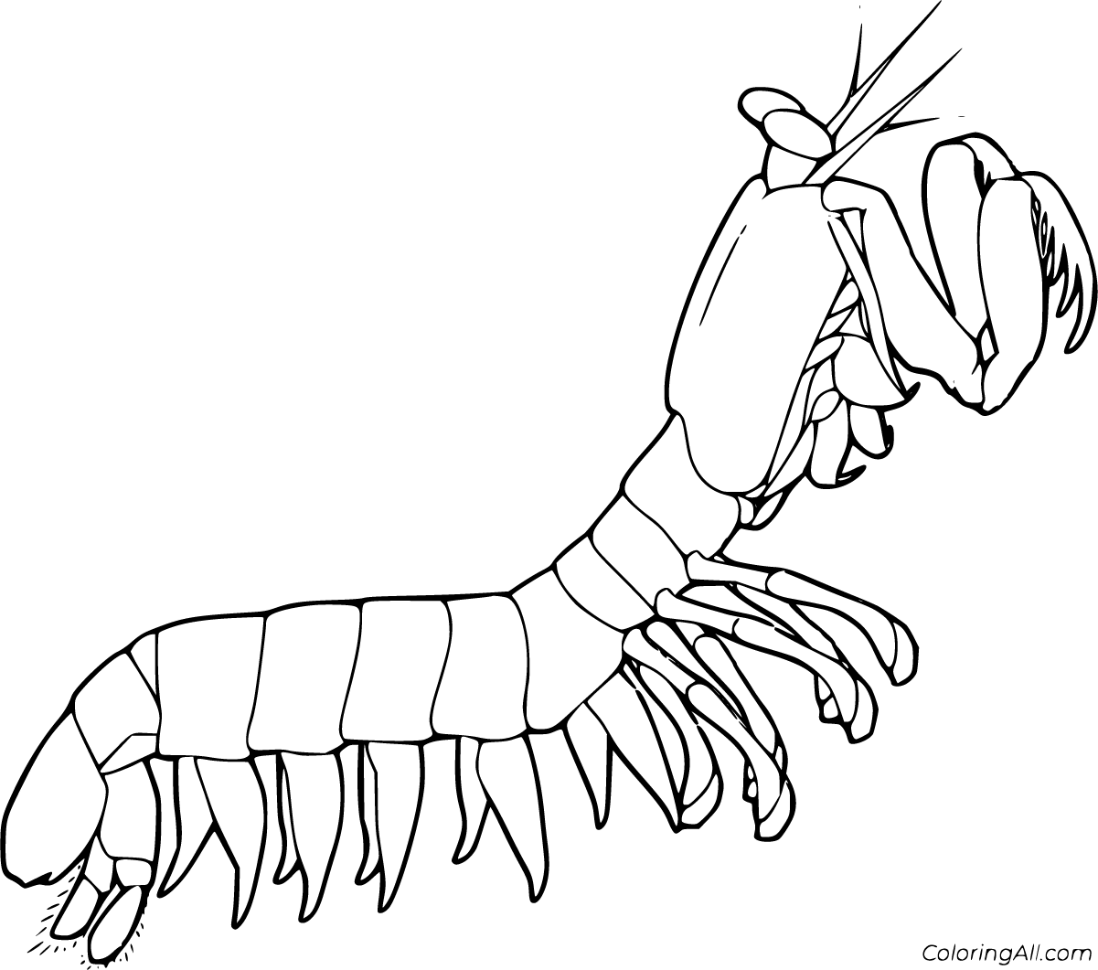Mantis shrimp coloring pages