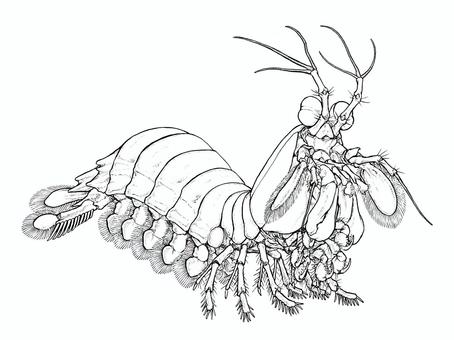 Free vectors monhana shako coloring book