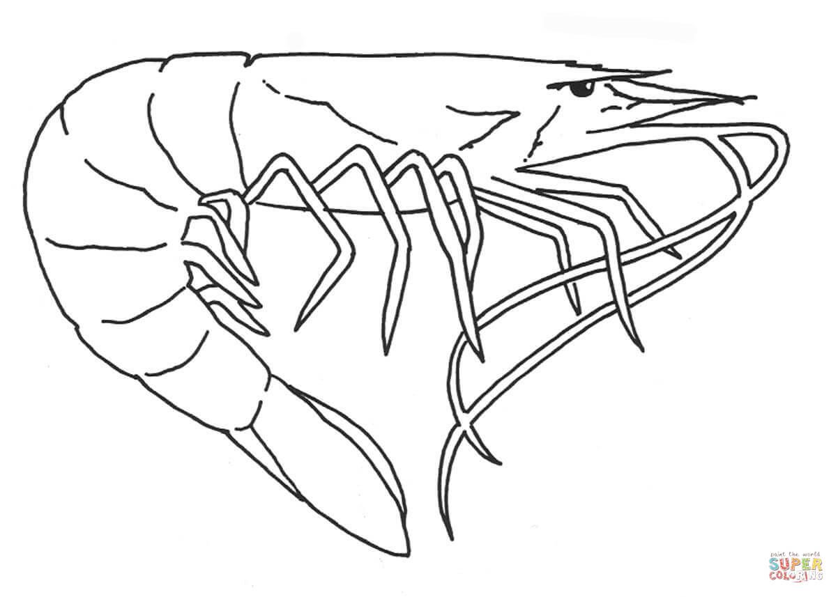 Shrimp coloring page free printable coloring pages love coloring pages coloring pages free printable coloring pages