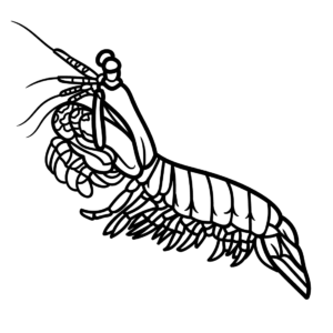Mantis shrimp coloring pages printable for free download