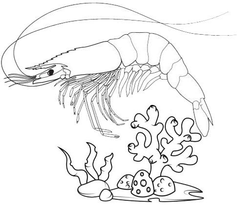 Cool and cute shrimp coloring pages for kids coloring pages love coloring pages animal coloring pages