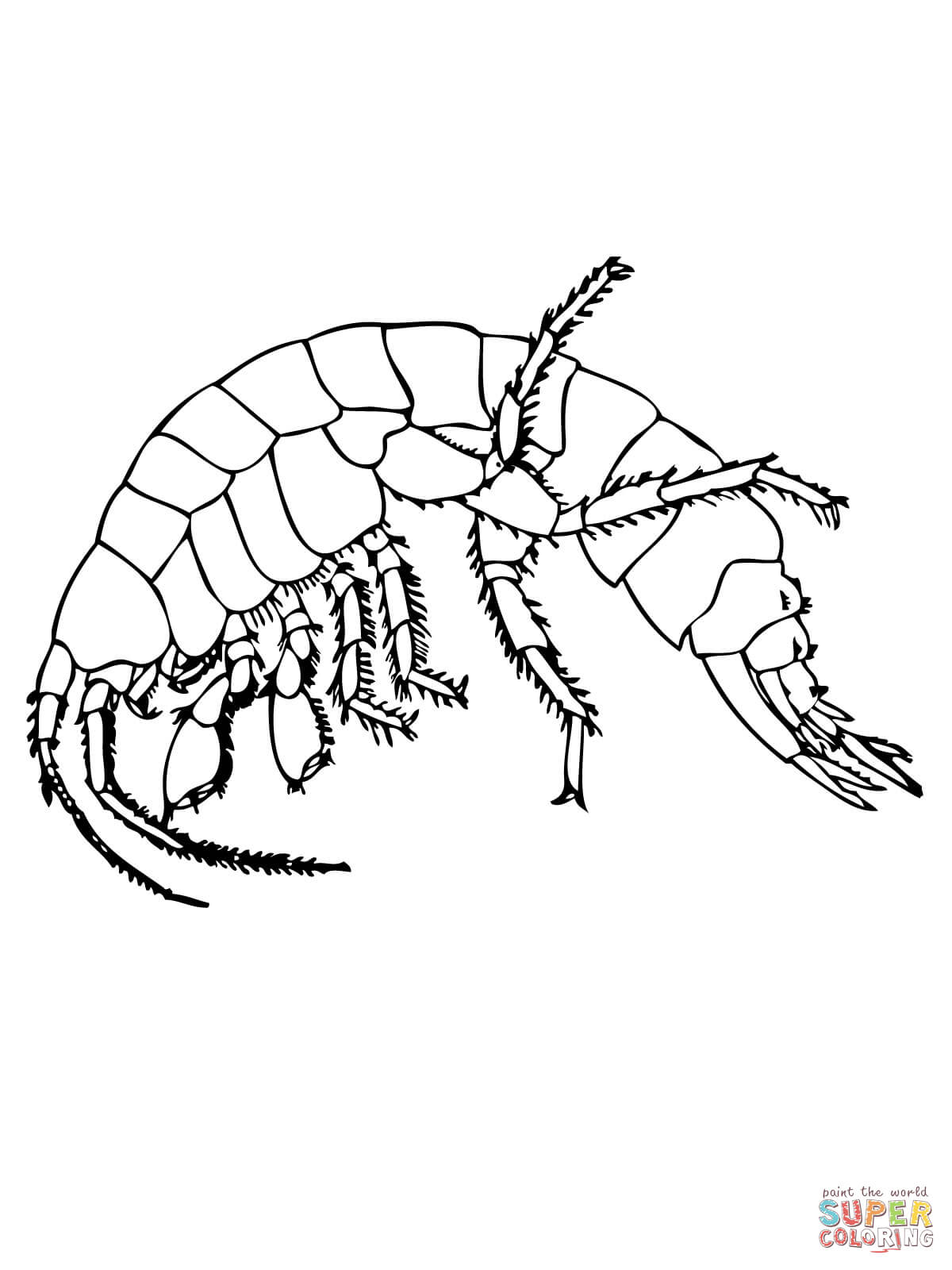 Freshwater shrimp coloring page free printable coloring pages