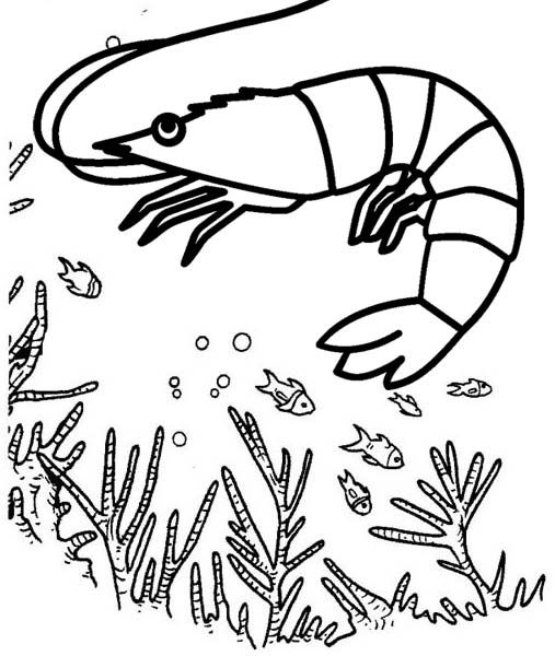 Cool and cute shrimp coloring pages for kids coloring pages love coloring pages cartoon coloring pages