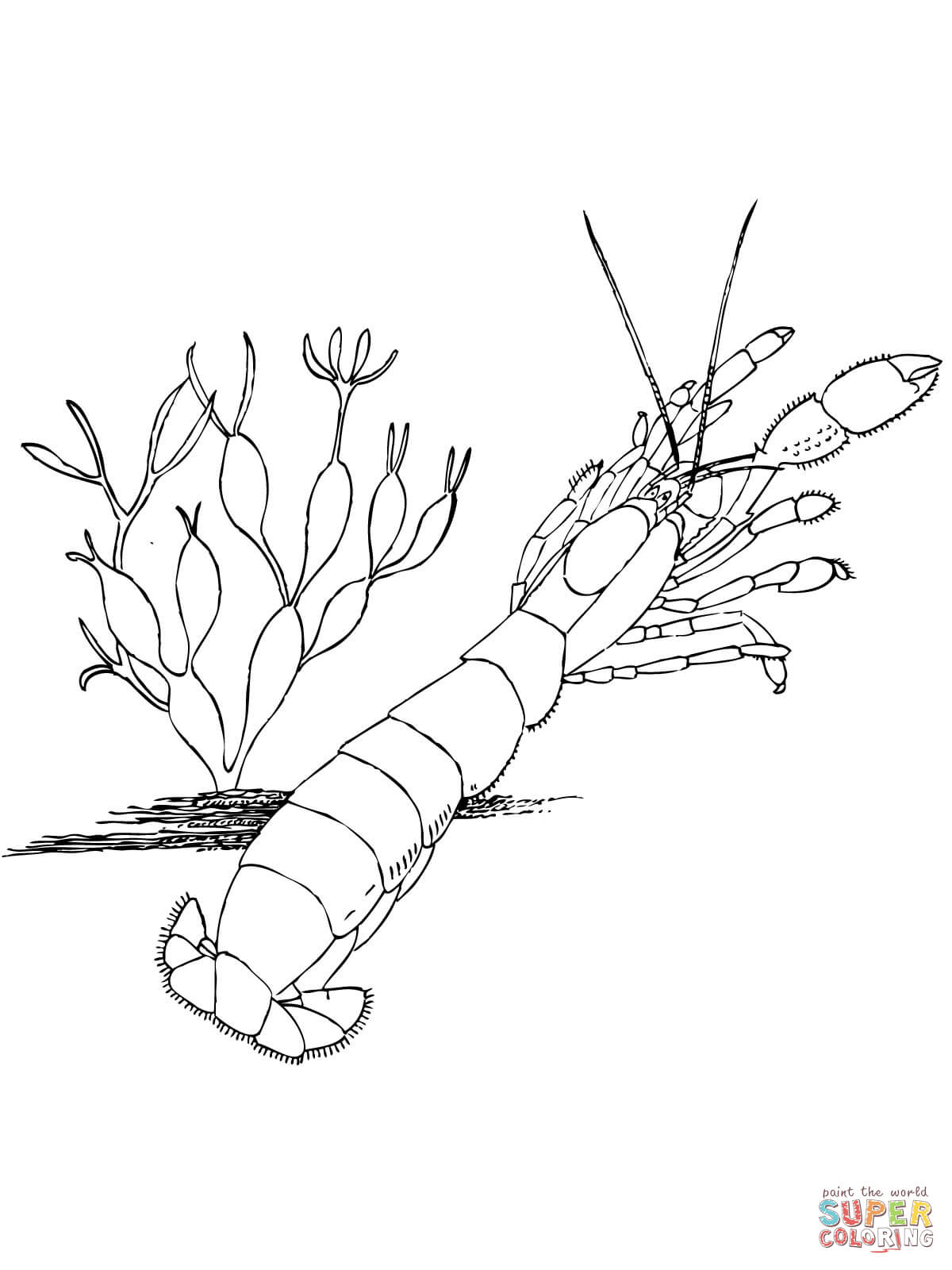 Shrimp coloring page free printable coloring pages