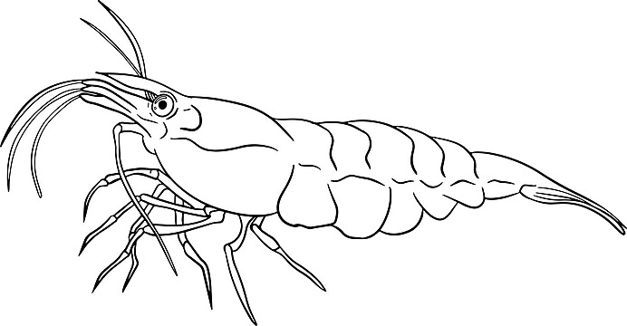 Seafood coloring page png transparent images free download vector files