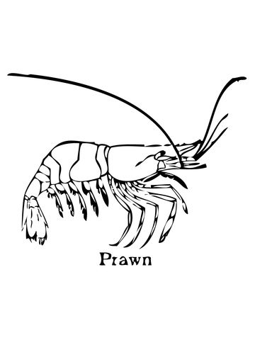 Prawn coloring page free printable coloring pages animal coloring pages coloring pages koi fish drawing