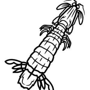 Mantis shrimp coloring pages printable for free download