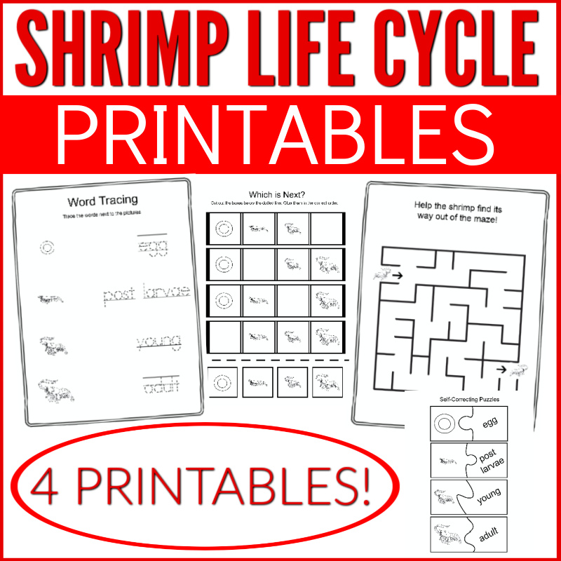 Educational shrimp life cycle booklet