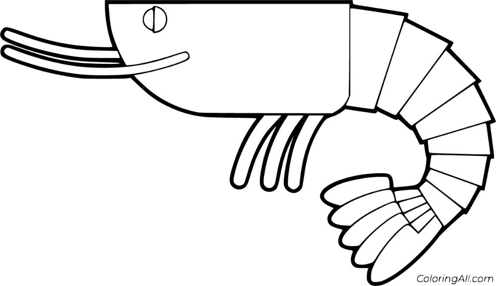 Prawn coloring pages coloring pages color paper size