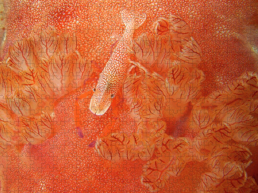 Shrimp on nudibranch jigsaw puzzle by