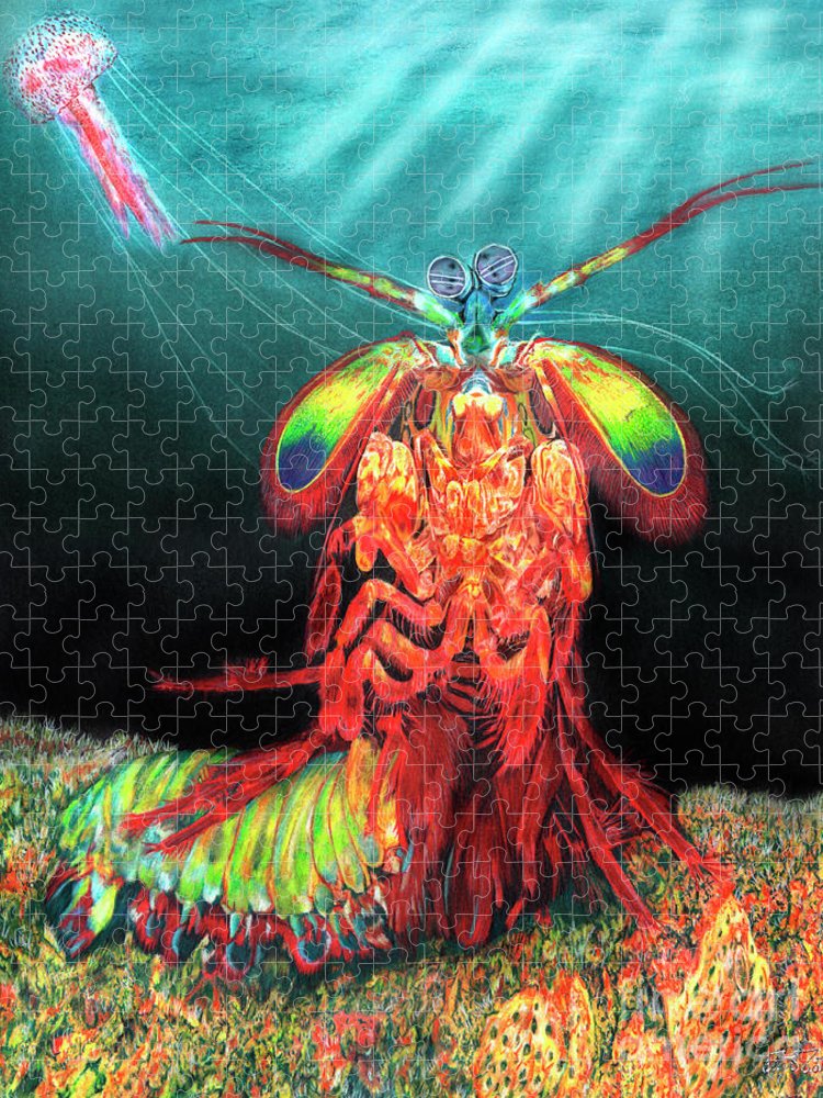 Peacock mantis shrimp jigsaw puzzle by peter piatt