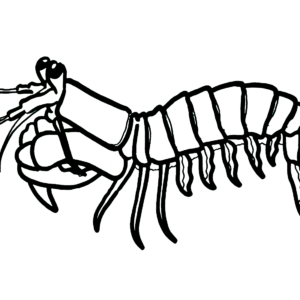 Mantis shrimp coloring pages printable for free download