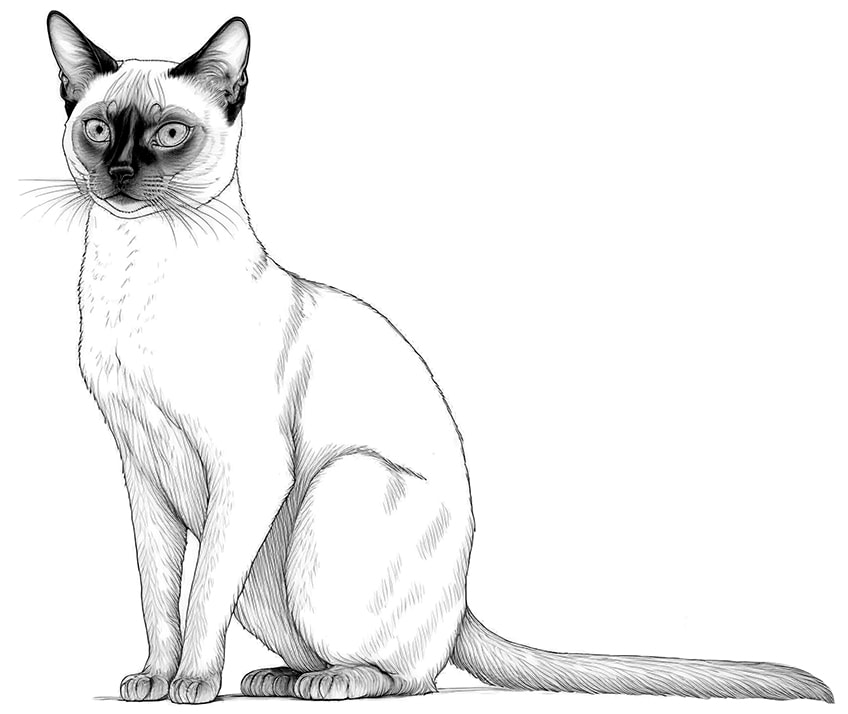 Cat coloring pages