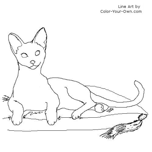Siamese cat coloring page