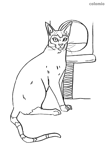 Cats coloring pages free printable cat coloring sheets