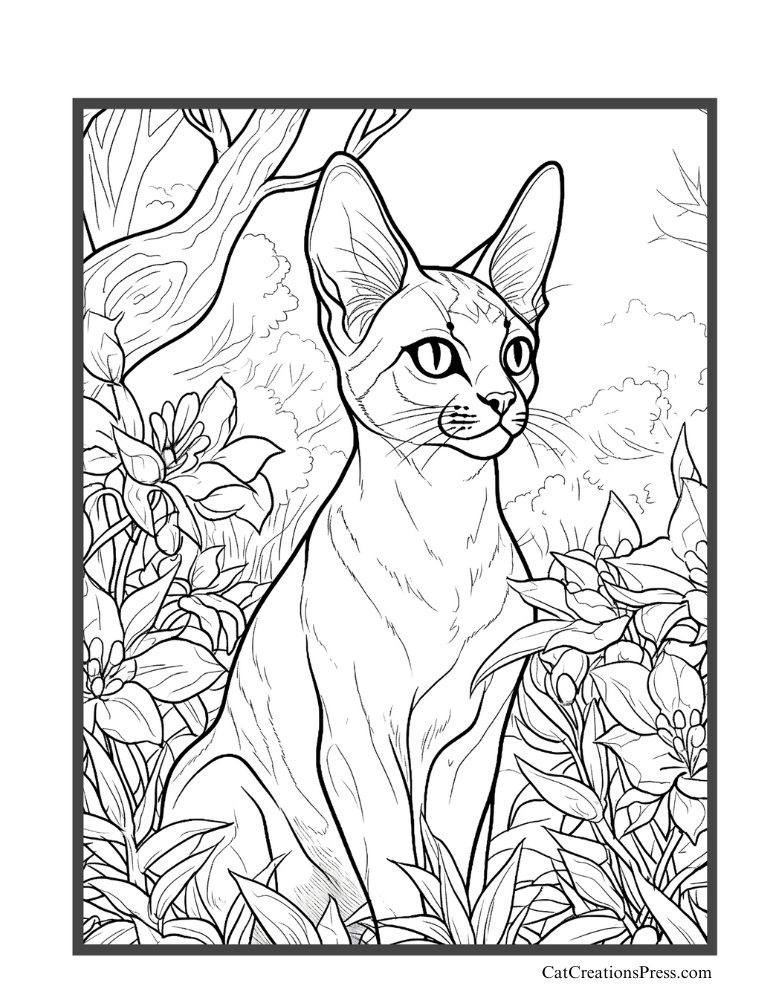 Abyssinian cat coloring pages