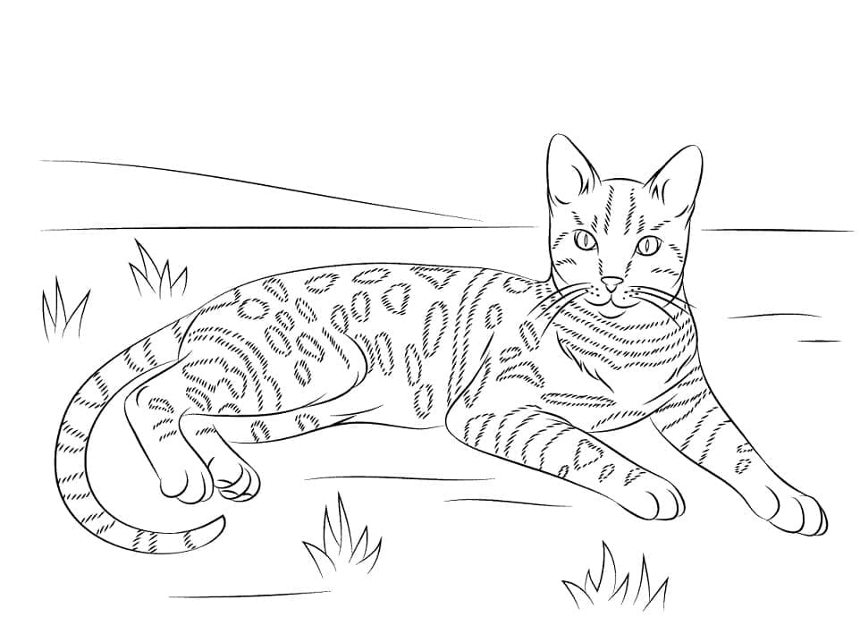 Oriental siamese cat coloring page