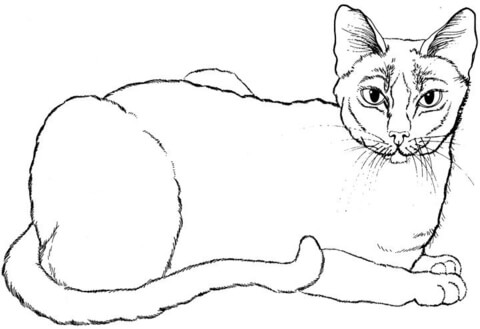 Cat coloring page free printable coloring pages