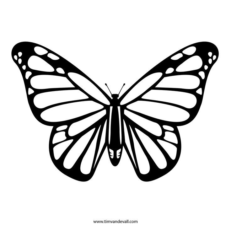 Beautiful monarch butterfly stencil for preschoolers