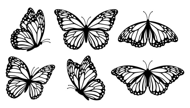 Butterfly silhouette images â browse photos vectors and video