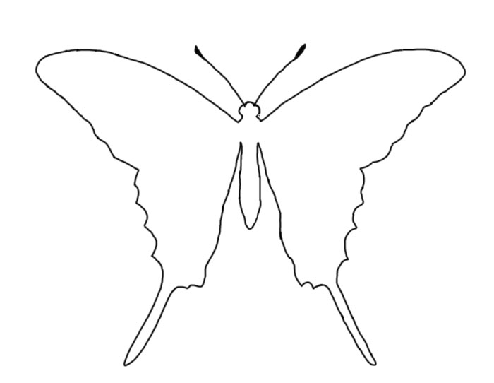 Butterfly outline or silhouette basic butterfly shapes