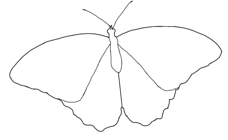 Butterfly outline or silhouette basic butterfly shapes