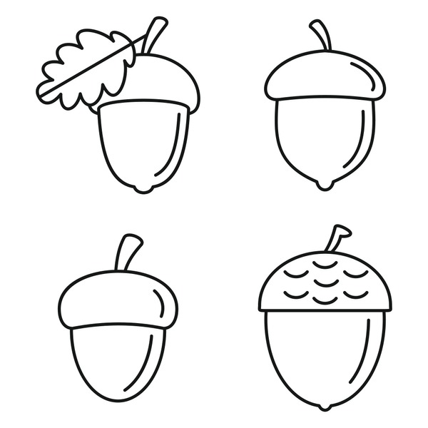 Acorn outline images stock photos d objects vectors