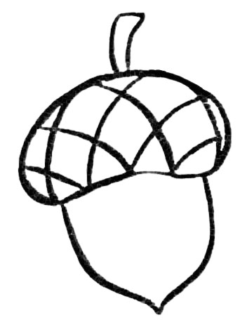 Acorn drawing easy steps