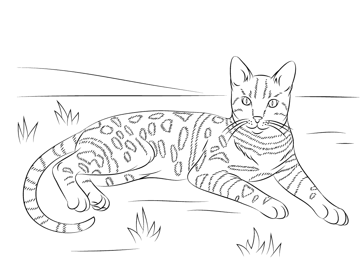 Cat coloring pages for adults