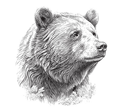Bear tattoo images â browse photos vectors and video