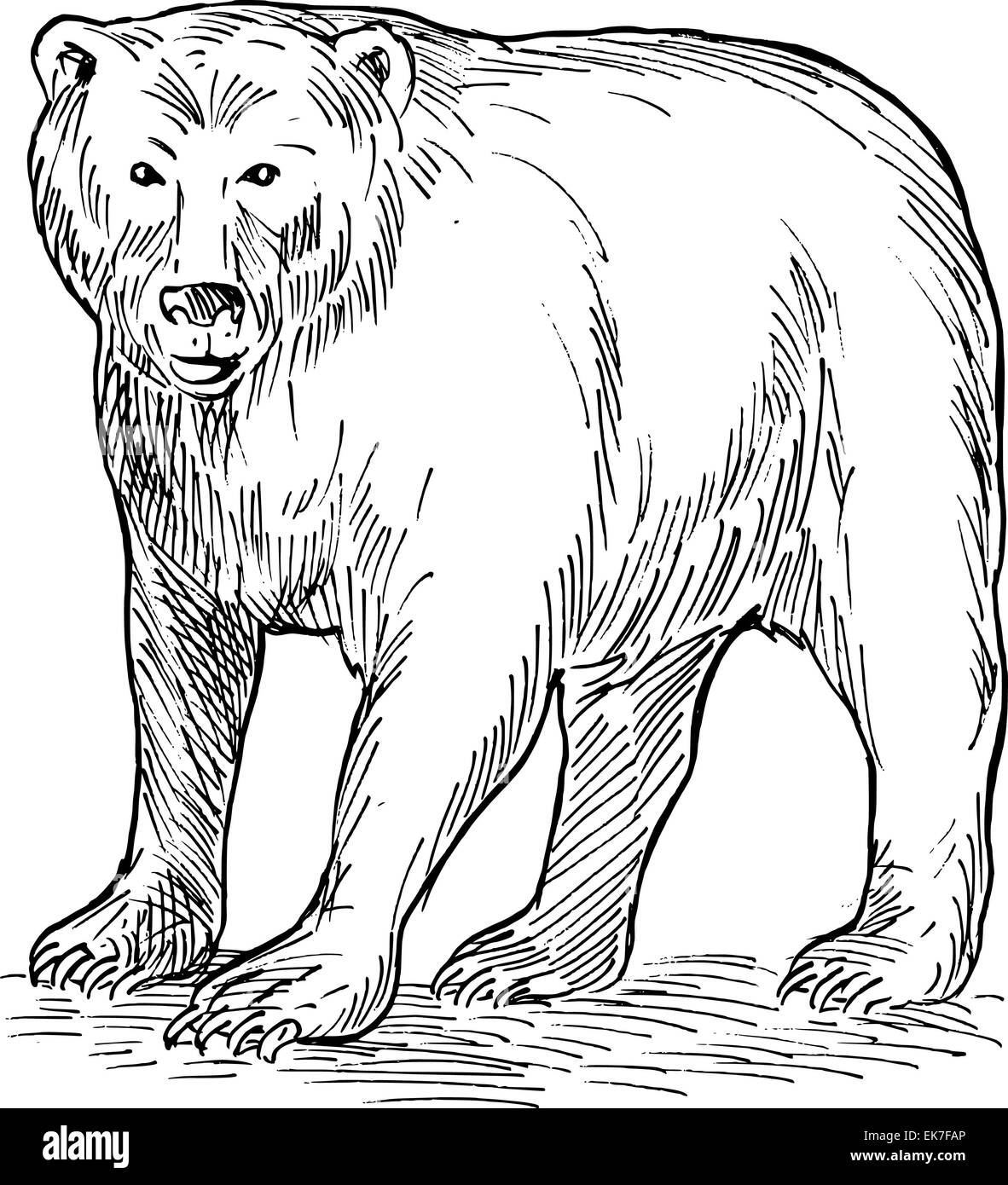 Brown bear drawing black and white stock photos images
