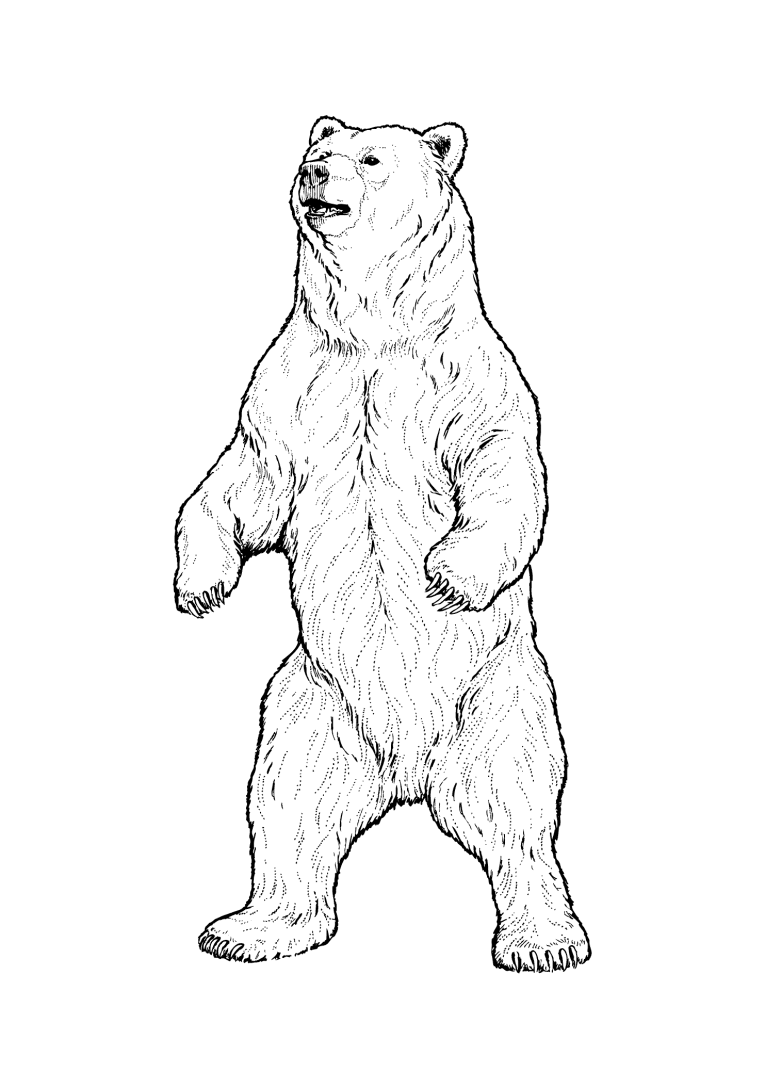 Pin by anna wiederkehr on tattoo bear drawing bear coloring pages bear sketch