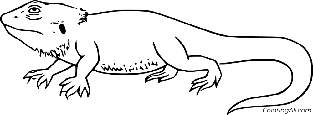 Free printable bearded dragon coloring pages in vector format easy to print from any device and auâ dragon coloring page bearded dragon colors bearded dragon