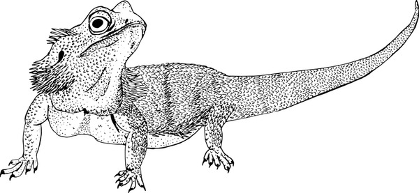 Dragon lizard sketch royalty